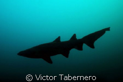 Sand Tiger Shark at dusk by Victor Tabernero 